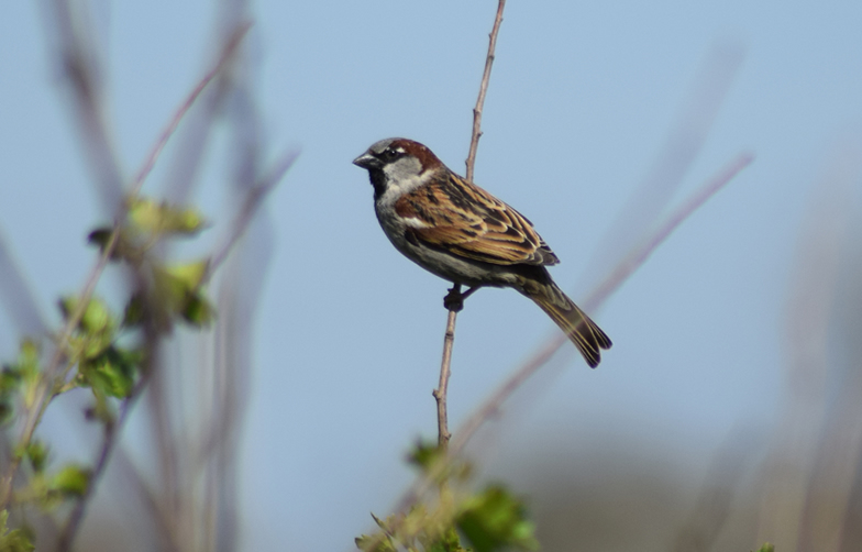 House Sparrow Bird Facts