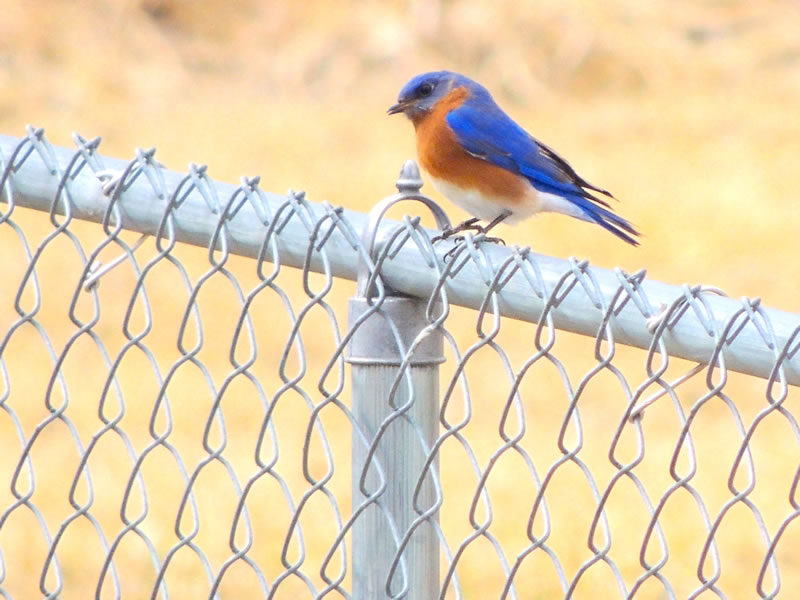 Bluebird vs. Bluejay – What's the Difference?