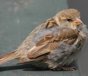 lone-sparrow-suet