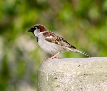 sparrow-gorrion-passer-dome-suet
