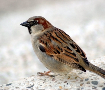 sparrow-suet-feed